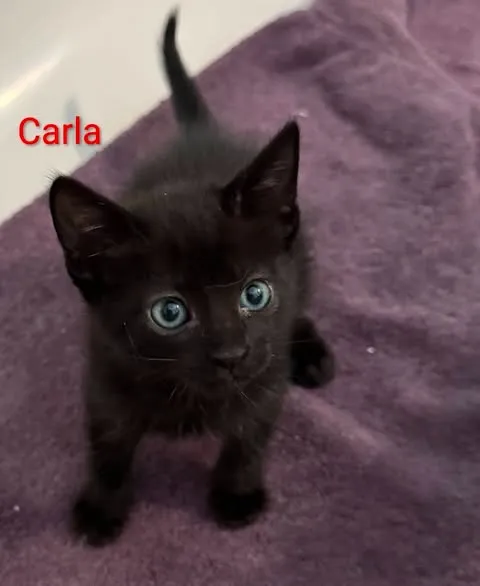 Carla - Photo 1