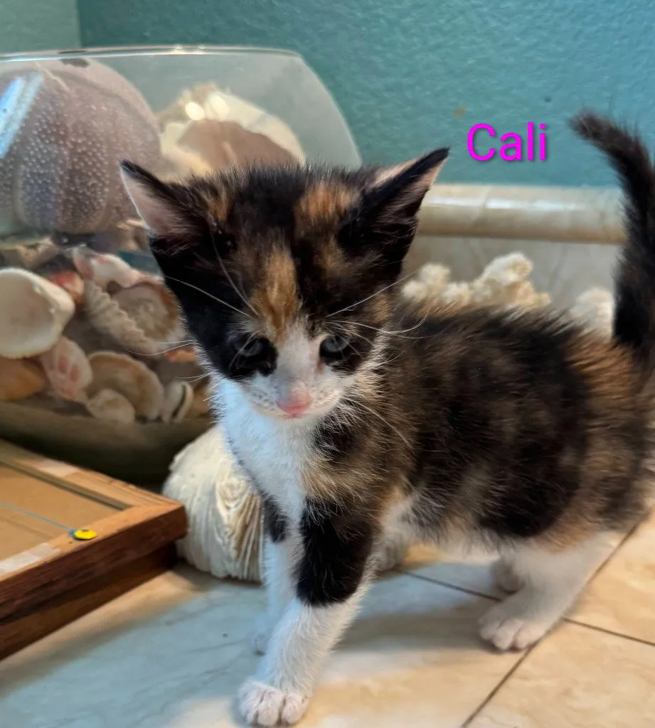 Cali - Photo 1
