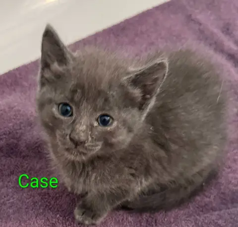 Case