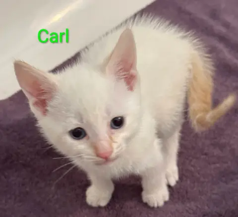 Carl