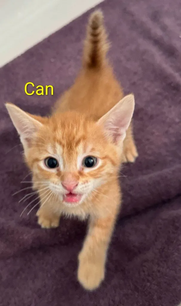 Can - Photo 1
