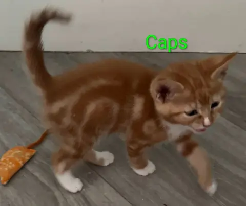 Caps