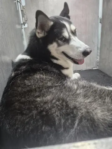 Meeko