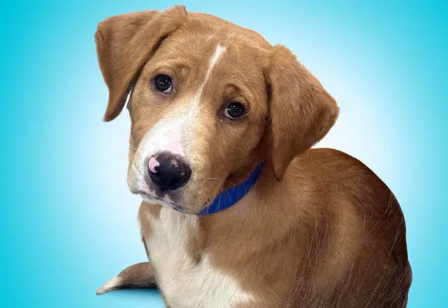 Petey - Photo 1