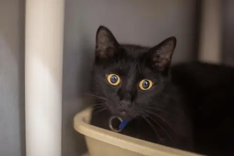 Mae Mae