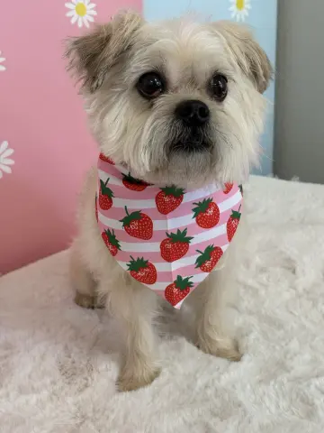 Hazel