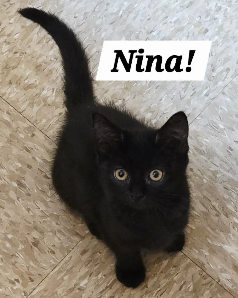 Nina - Photo 1