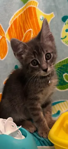 Ash