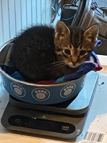 Biscotti
