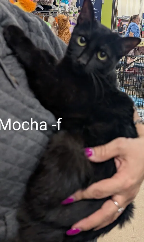 Mocha - Photo 1