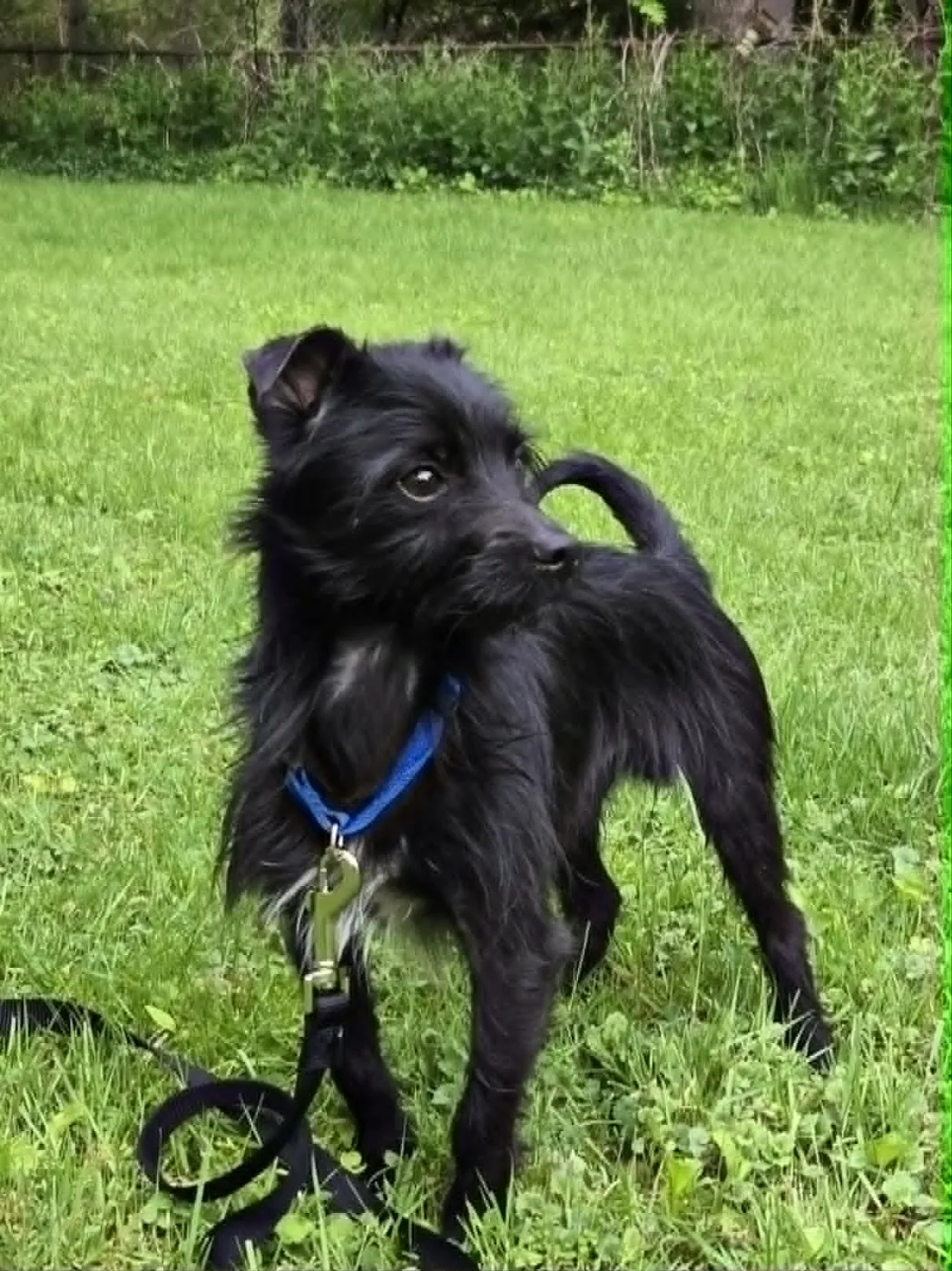 Arlo - Photo 1