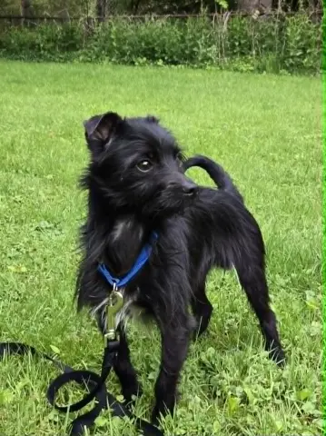 Arlo