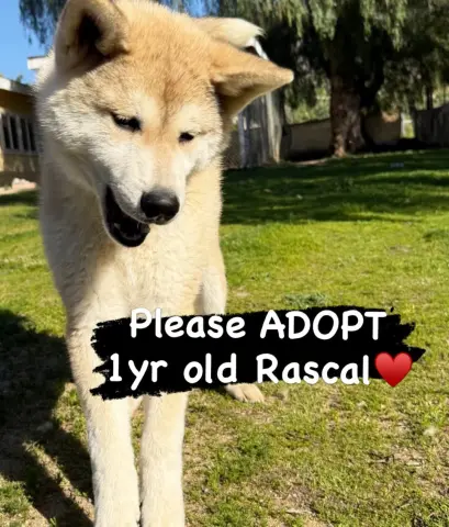 Rascal