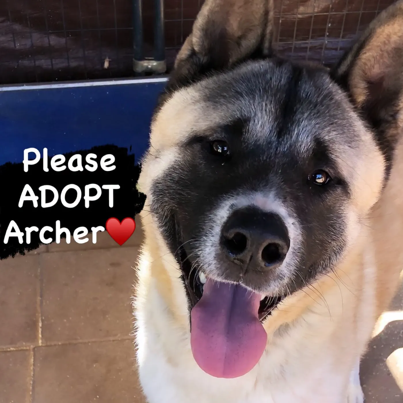 Archer - Photo 1
