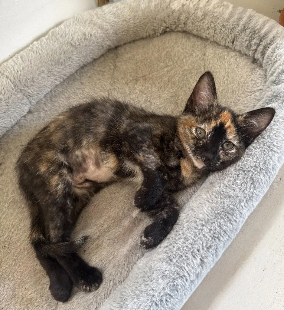 Kiki - Photo 1