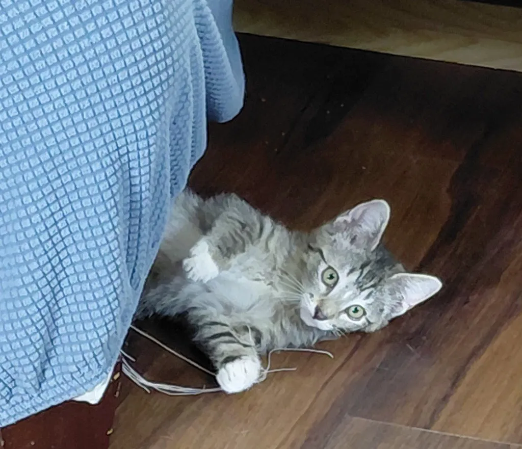 Trixie - Photo 1
