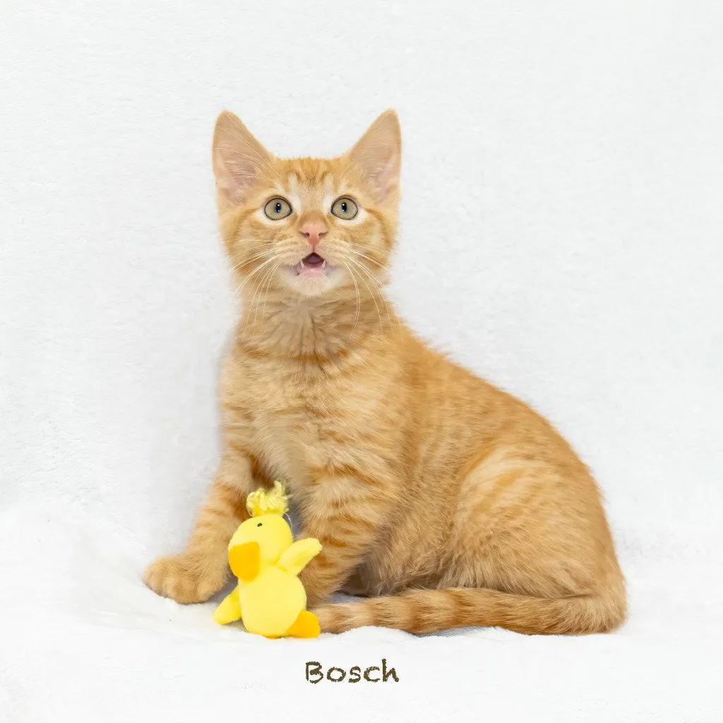 Bosch - Photo 1