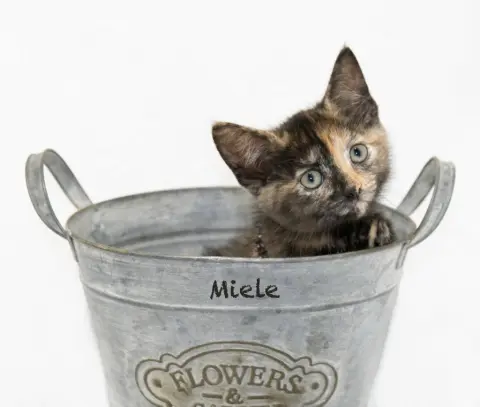Miele
