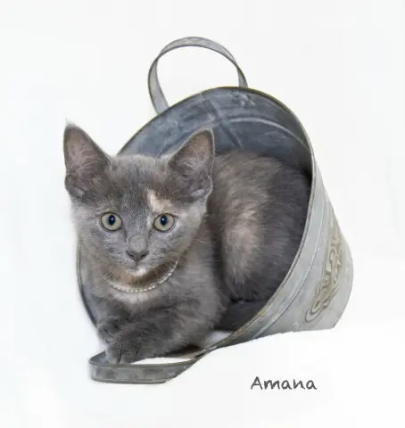 Amana