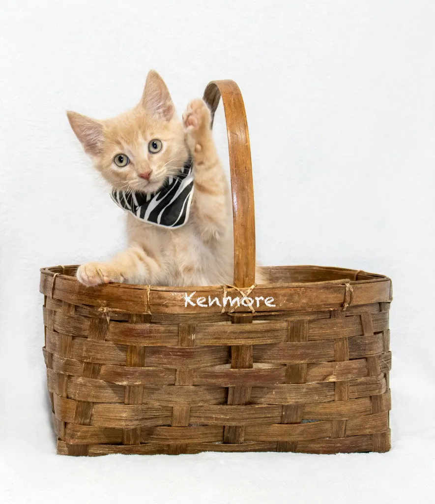 Kenmore - Photo 1