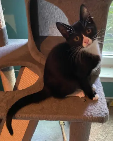 Oreo