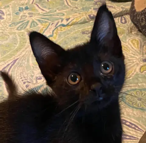 Truffle
