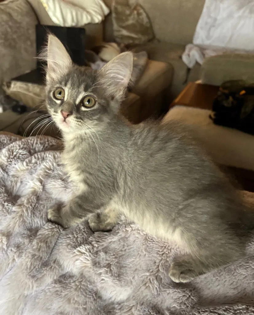 Fluffy - Photo 1