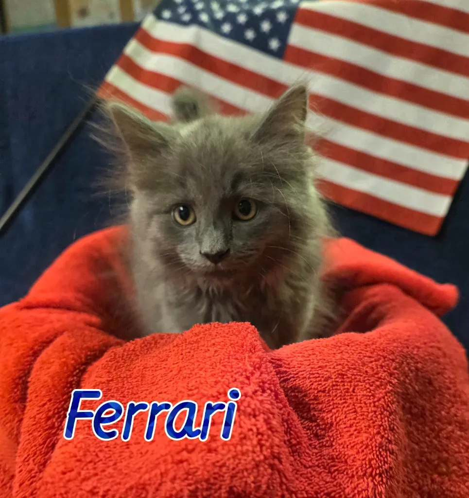 Ferrari - Photo 1