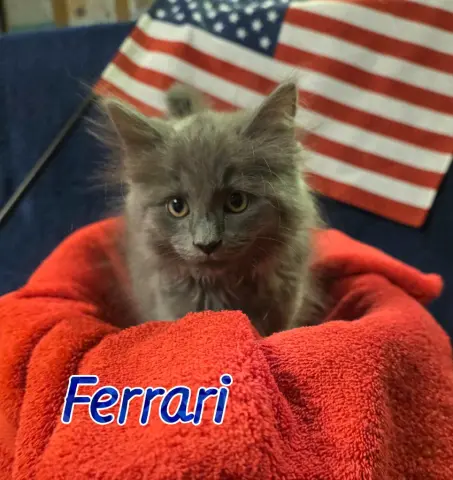 Ferrari