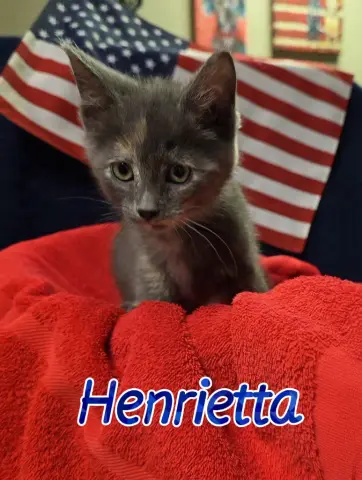 Henrietta