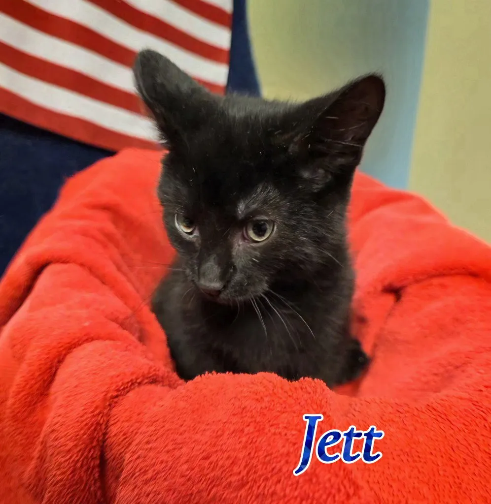 Jett - Photo 1