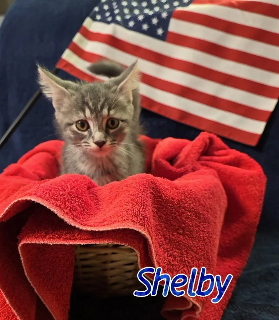 Shelby - Photo 1
