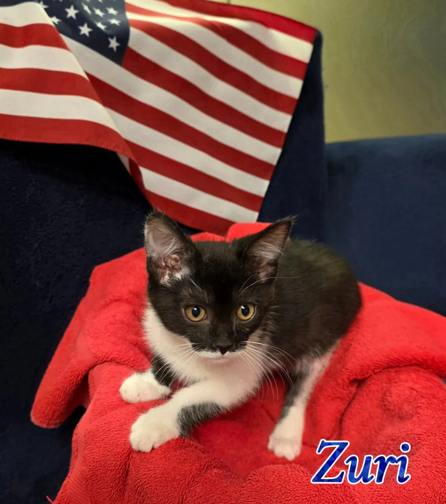 Zuri - Photo 1