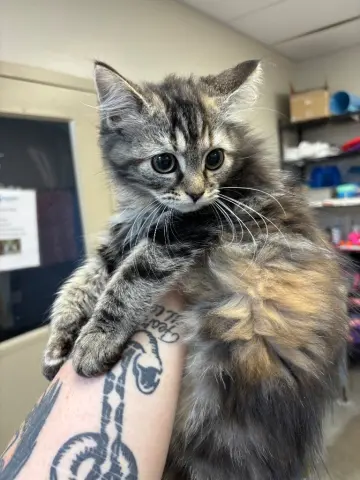 Nalani
