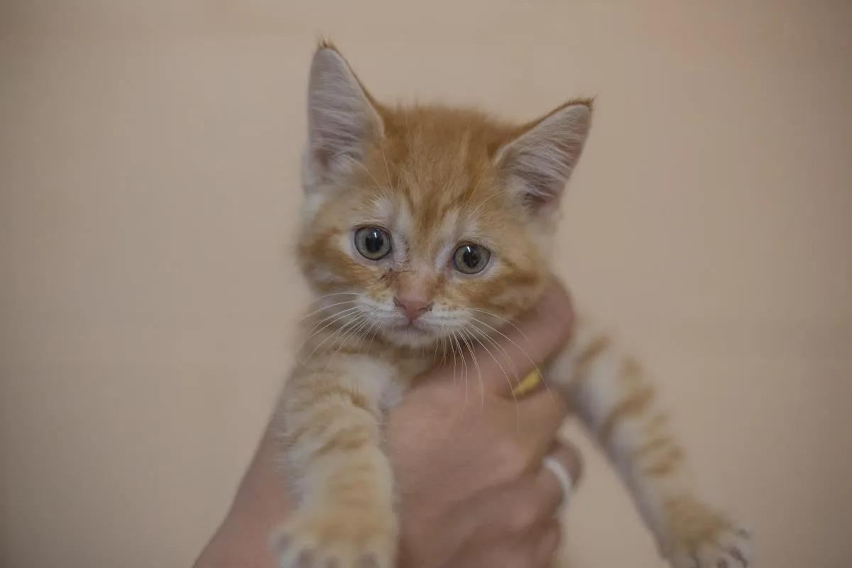 Jasper - Photo 1