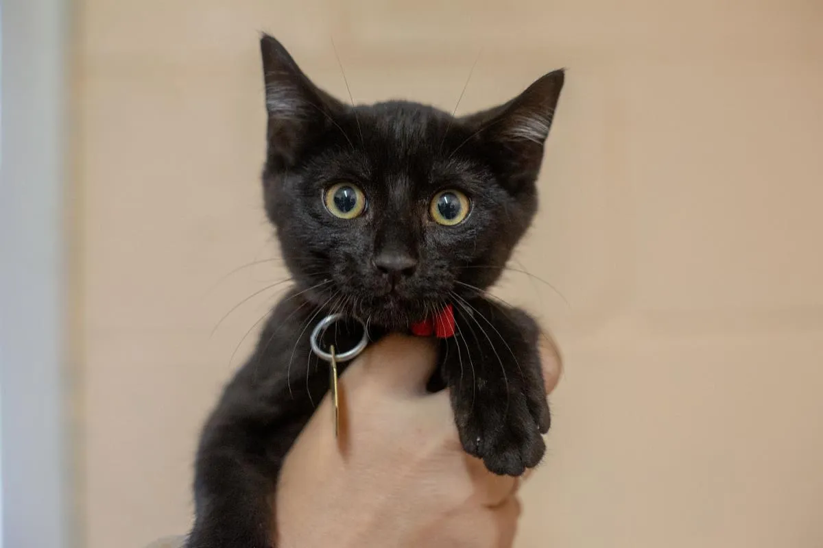 Mowgli - Photo 1