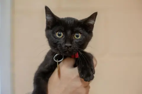 Mowgli