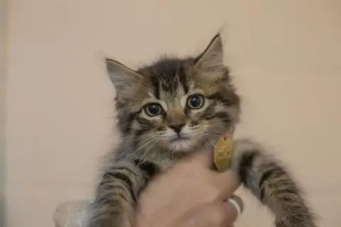 Fella