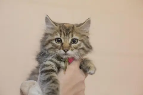 Missy
