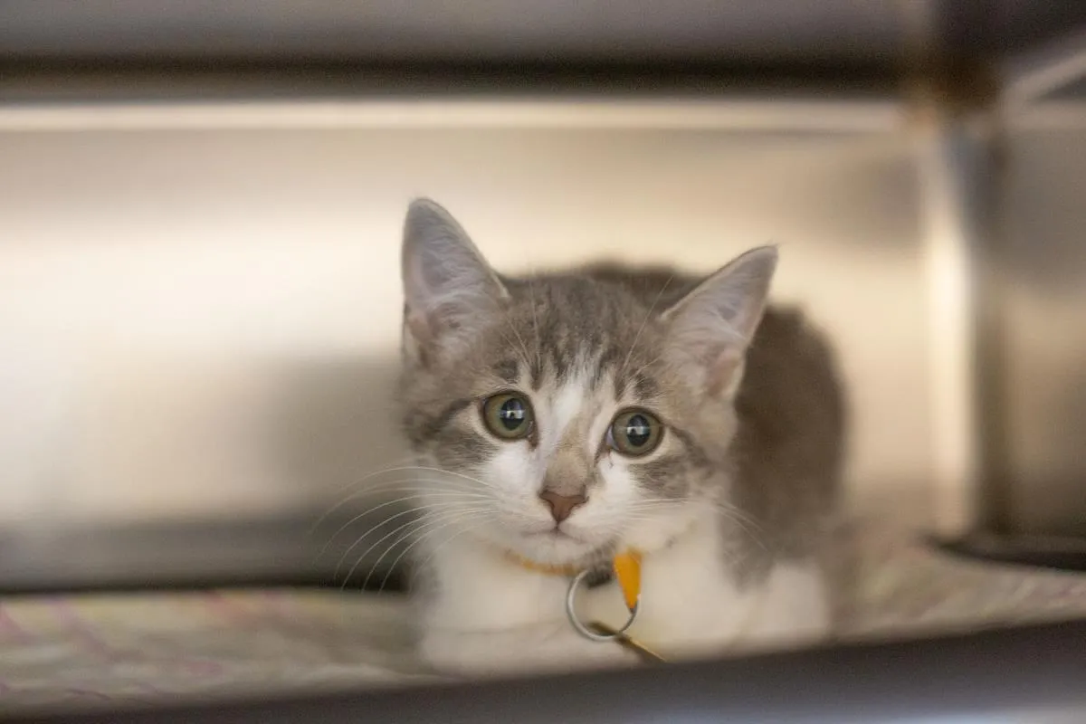 Meowzer - Photo 1