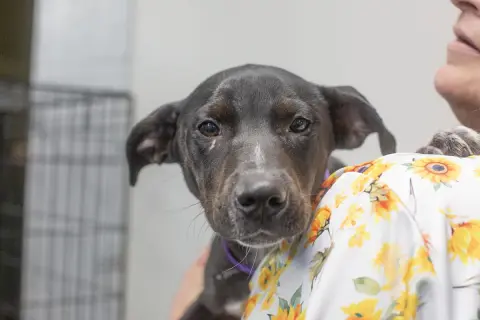 Remi