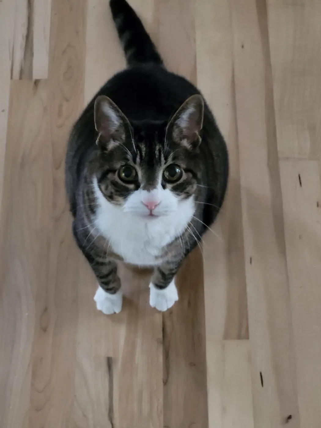 Tigger - Photo 1