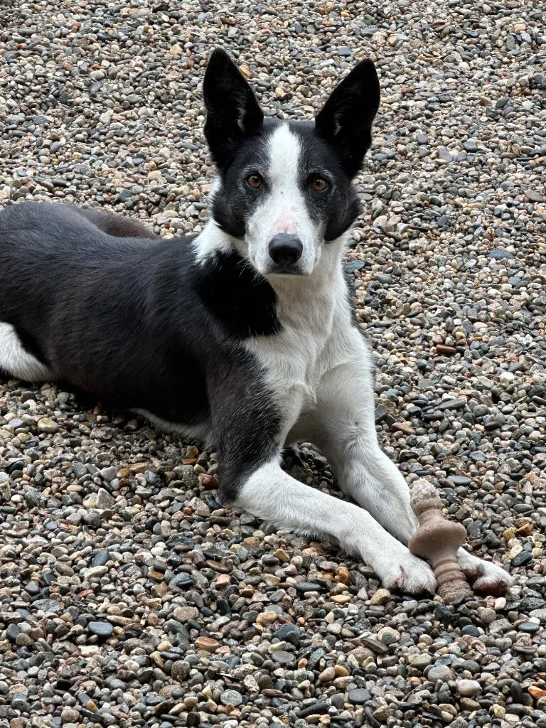 Skipper - Photo 1