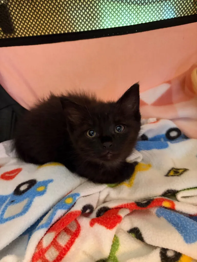 Mabel - Photo 1