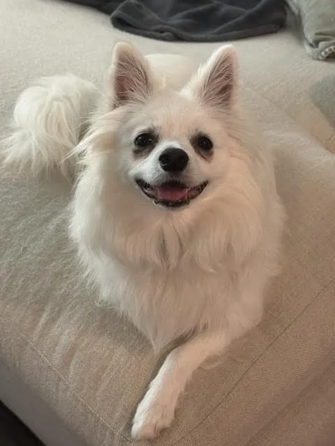 Luna - Photo 1