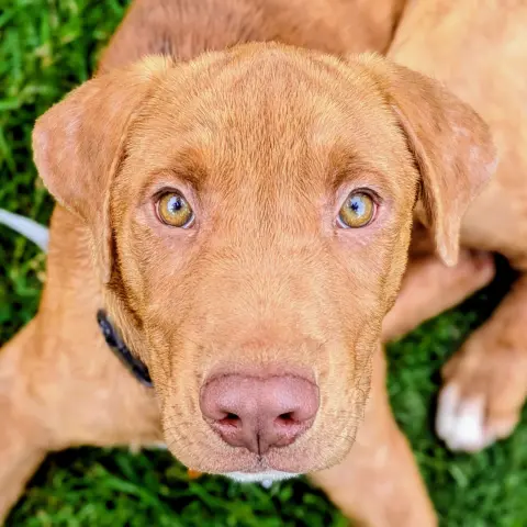 Wilbur
