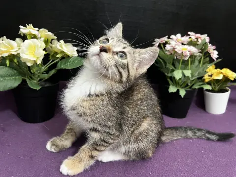 Jasmine