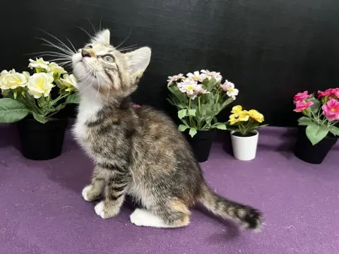 Penelope