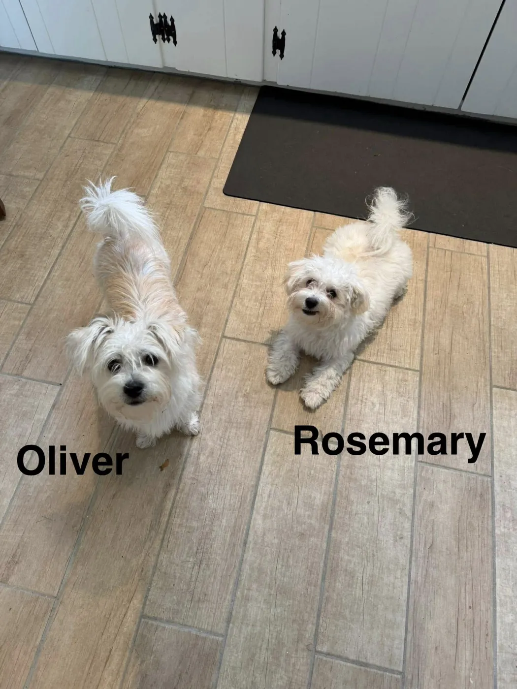 Oliver - Photo 1