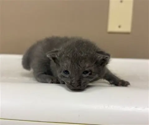 Wiggles